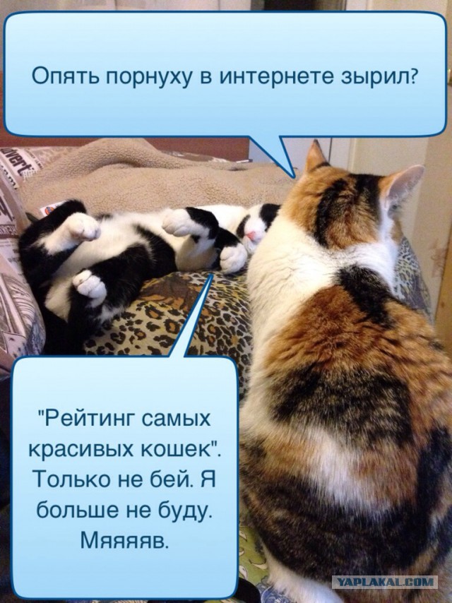 Рейтинг самых красивых пород кошек