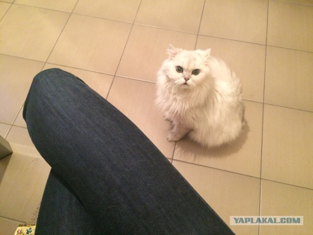 Котовторник 23.12.2014