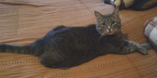 Котовторник