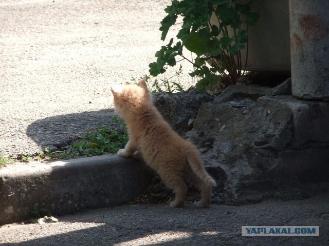 Котовторник 07 04 2015