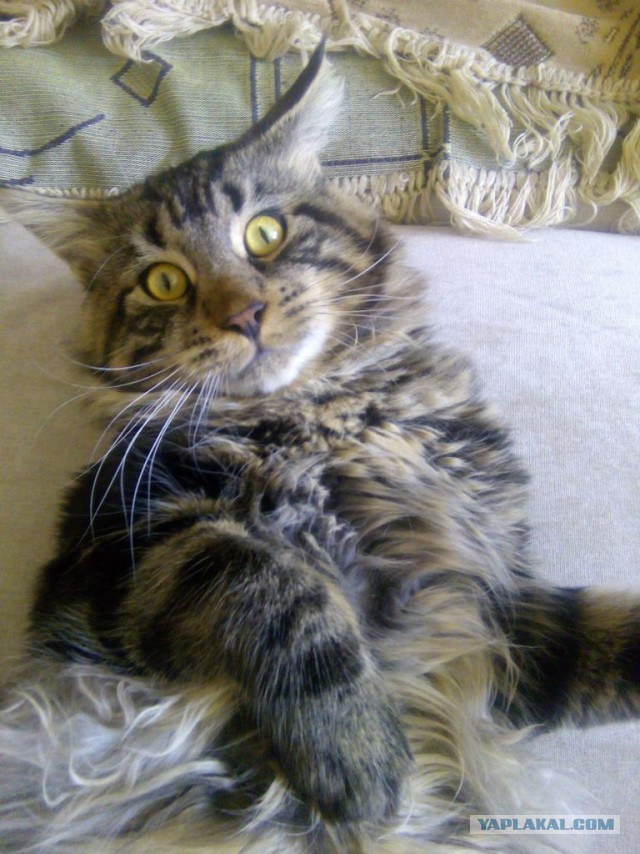 Котовторник