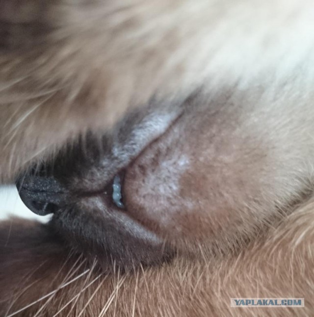 Котовторник 11.08.2015