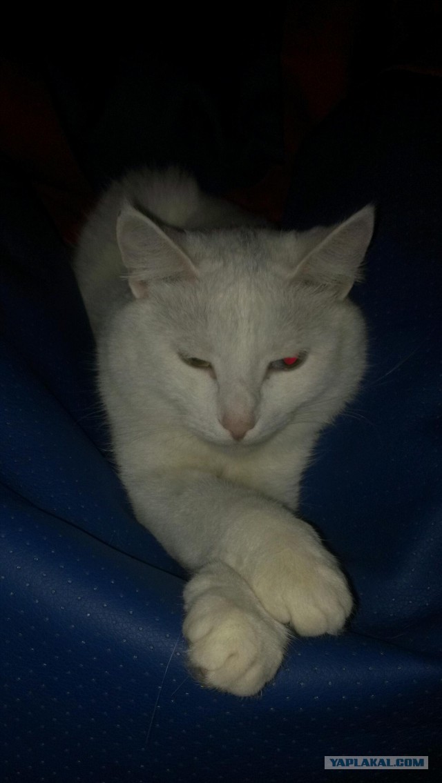 Котовторник 18.08.2015