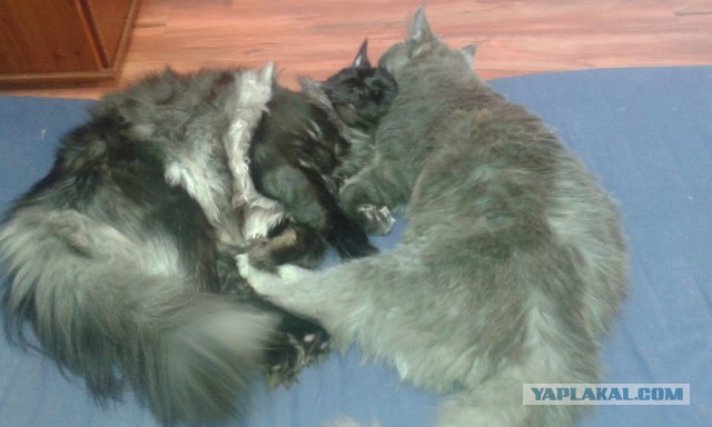 Котовторник 18.08.2015