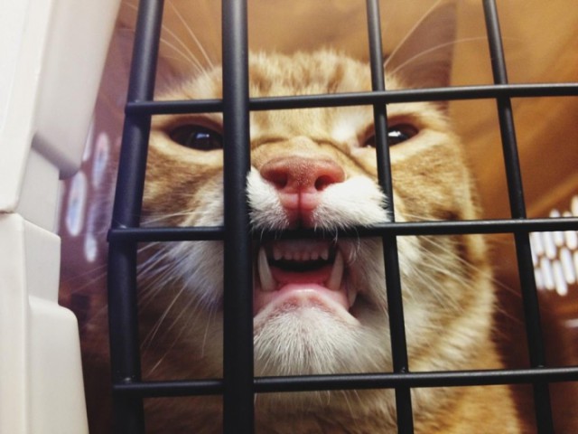 15 котов, которые спрятались от ветеринара