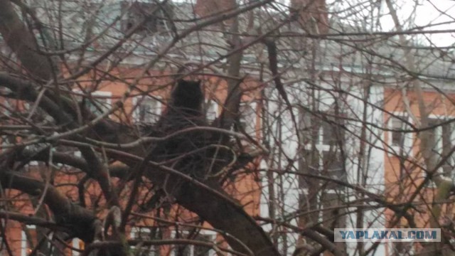 Котовторник  10.11.2015