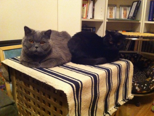 Котовторник