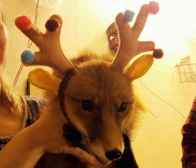 Пять кило веселого «неадеквата»