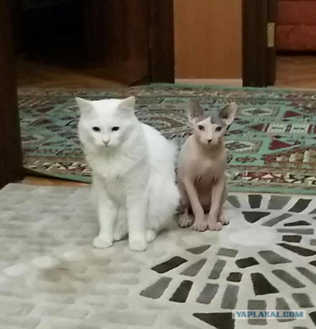 Кожаное зло