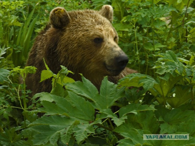 Медведи Камчатки
