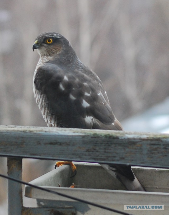 Бывает выйдешь на балкон, а тут такая птичка тебя дожидается