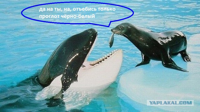Тюлень запрыгнул в лодку спасаясь от косаток