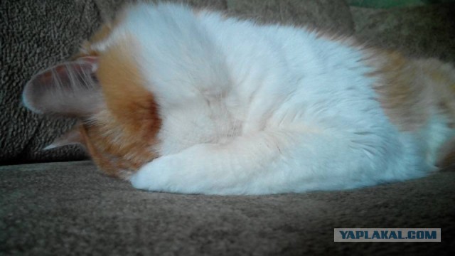 Котовторник 13.09.2016