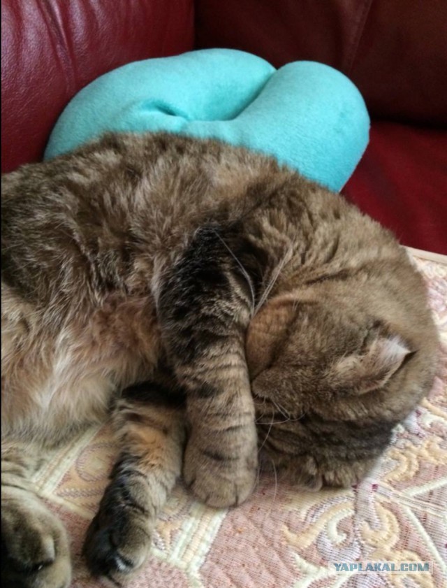 Котейки пост