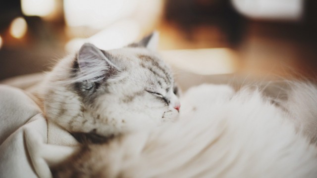 Коты из сети