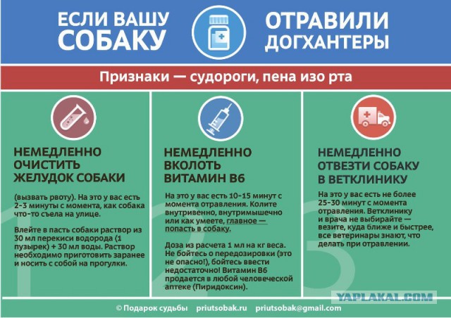За издевательства над животными только тюрьма: срок от двух до семи лет!