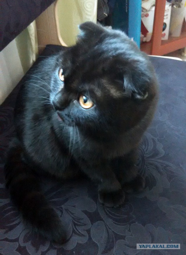 Котовторник 10.01.2017