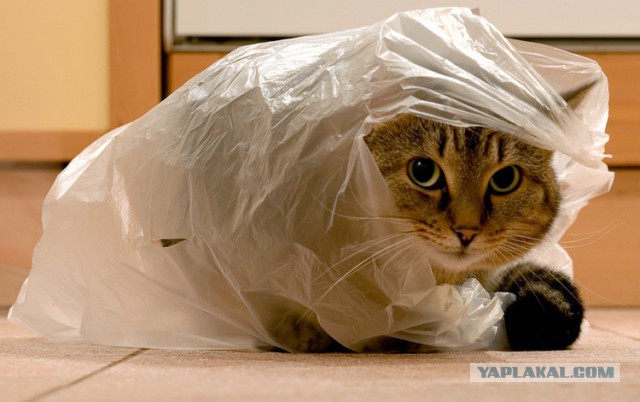 Как Буш с пакетом боролся