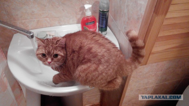 Котовторник 24.01.2017