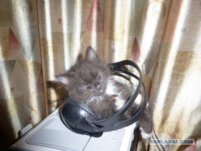 Котовторник 14.03.2017