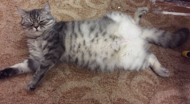 Коты и Кошки