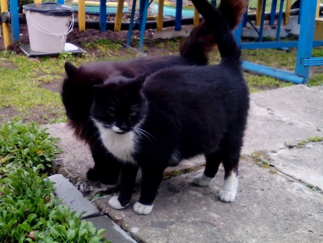 Котовторник 11.07.2017