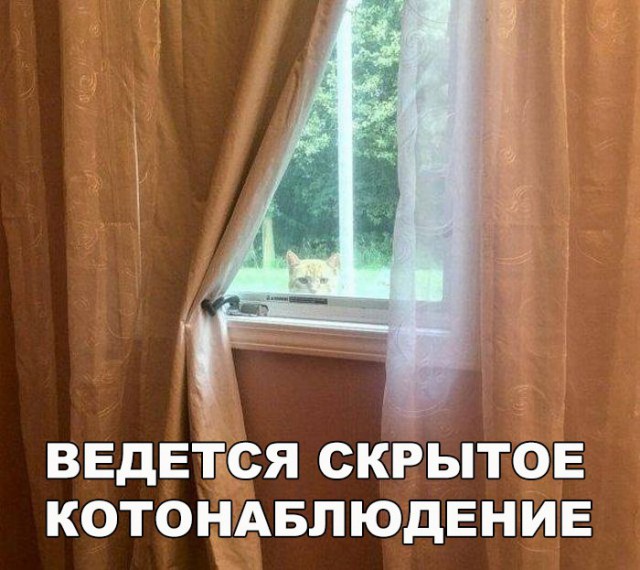 Коты и Кошки