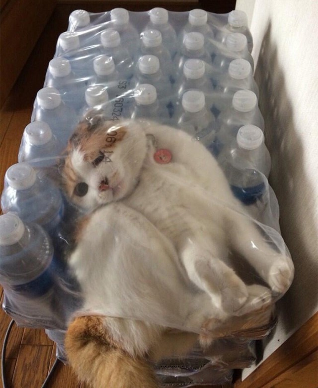 Коты и Кошки