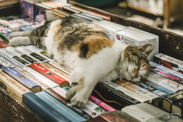 Коты и Кошки