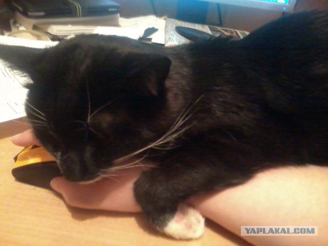 Котовторник 02.01.2018