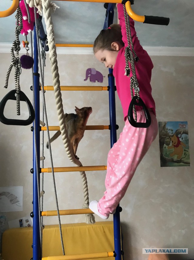 Котовторник 16.01.2018