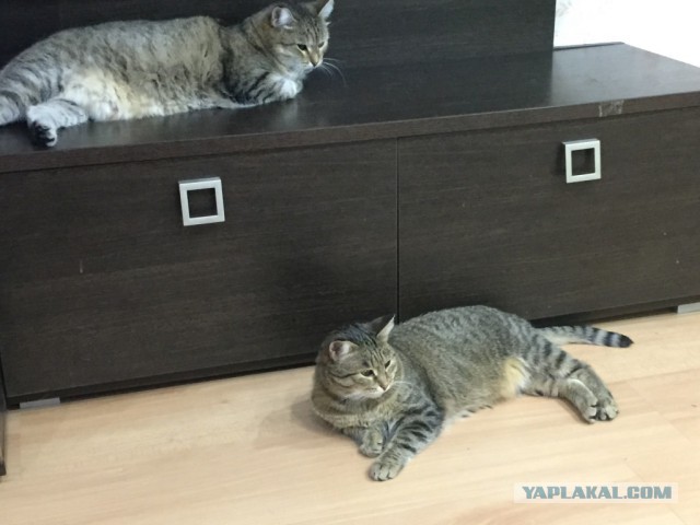 Котовторник 20.02.18
