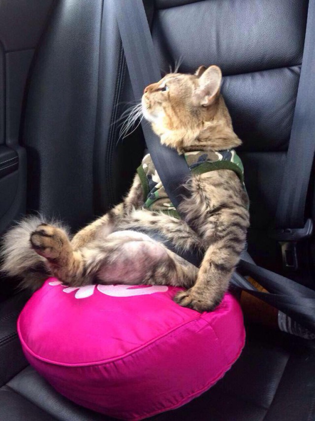 Прикольных котов пост