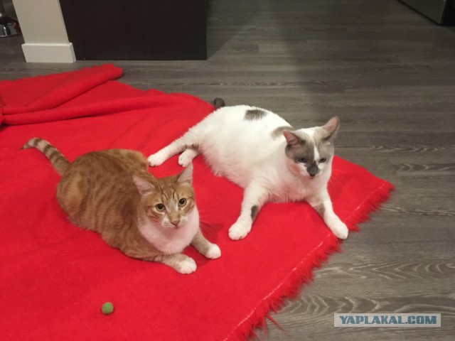 Котовторник