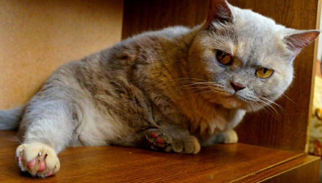 Котовторник 29.5.18