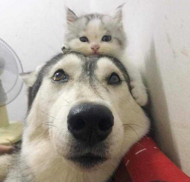 Живность из сети