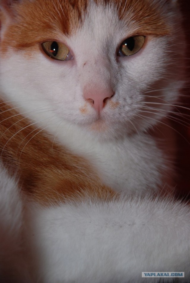 Уррааа! Котомет на ЯПлакалъ.
