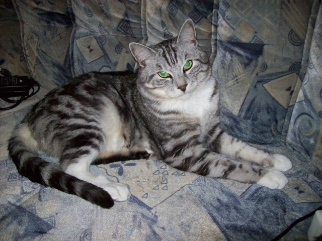 Котовторник (16.09.08)