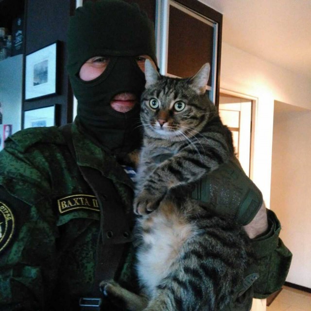 Прикольных котов пост