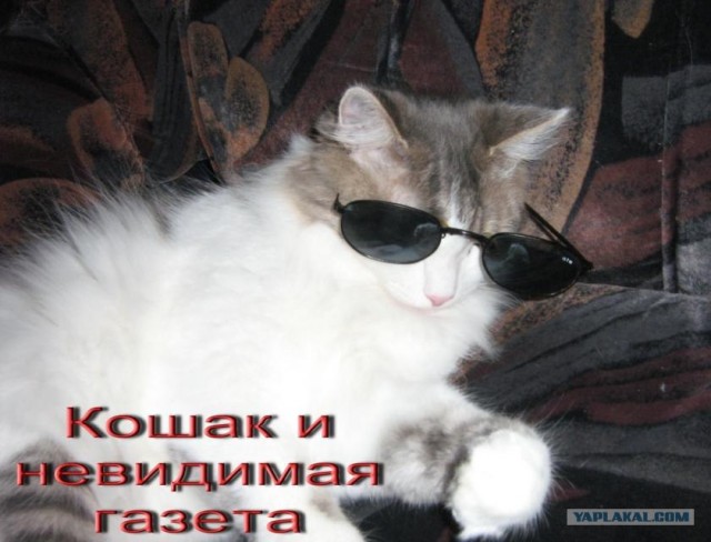 Коты и невидимые предметы 26 фот