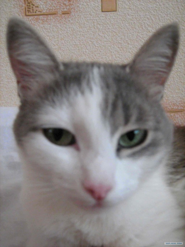 Котовторник - С праздником, котоводы!