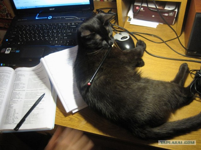 Котовторник стартует