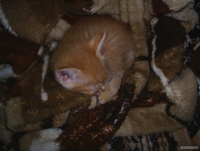 Начинаем котовторник!