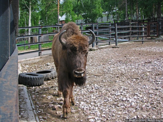 Детки в клетке