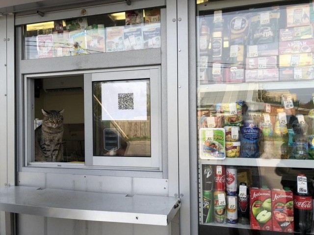 Прикольных котов пост