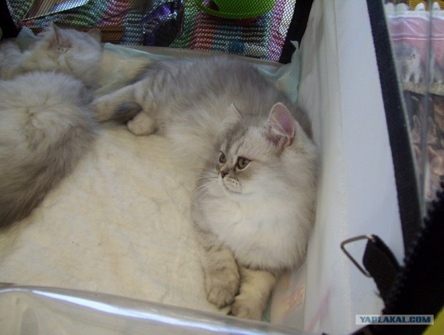 Сонный Котовторник