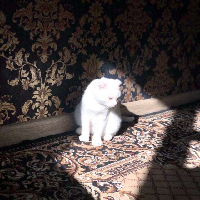 Немного милоты