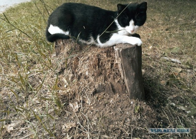 Котовторник  от 3.04.2012