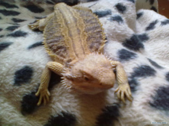 Девочка и черепаха