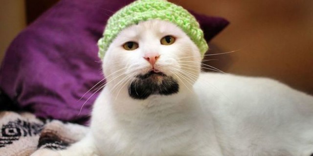 Прикольных котов пост